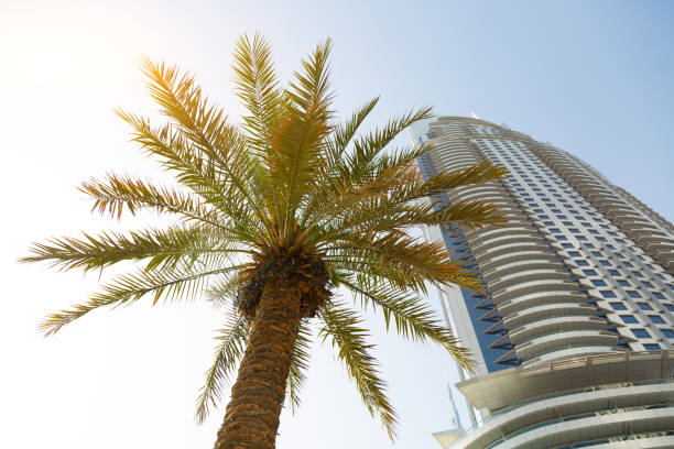 Palm tree in front of a modern high-rise building during sunny day.